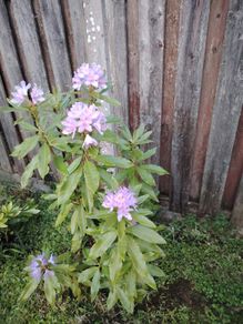 Rhododendron