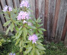 Rhododendron