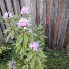 Rhododendron