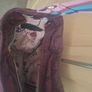 designer baby bag Image 2