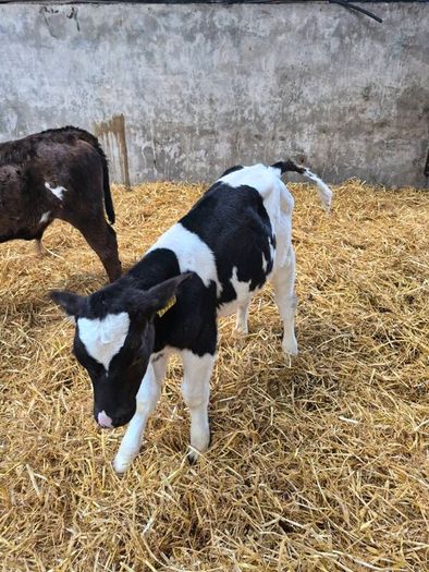 AA and LM and FRX calves for sale