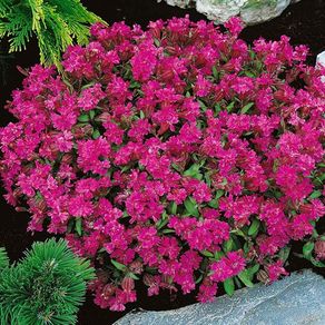 (N) Nodding Catchfly seeds 0.5g (184878)