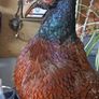 Cock Pheasant Image 2