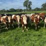 Incalf heifers Image 7