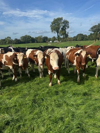Incalf heifers
