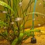 electric blue fish Image 4