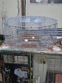 larsen trap