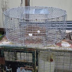larsen trap