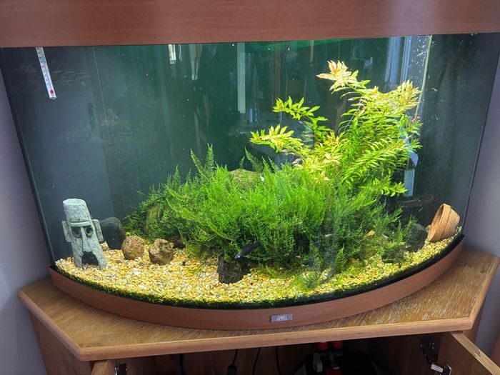 Juwel trident 190l