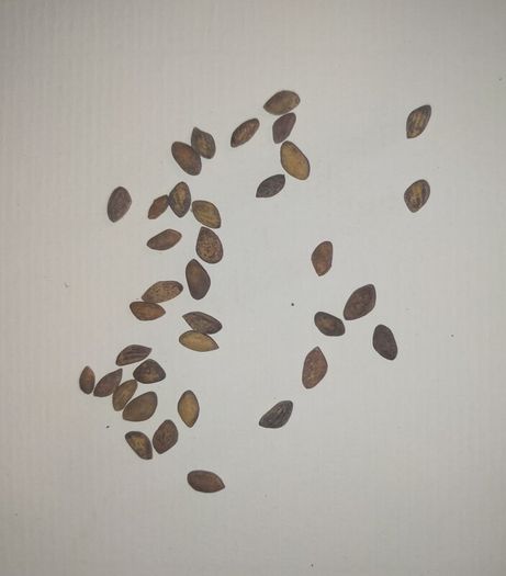 Japanese Black Pine Seeds