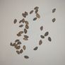 Japanese Black Pine Seeds Image 2
