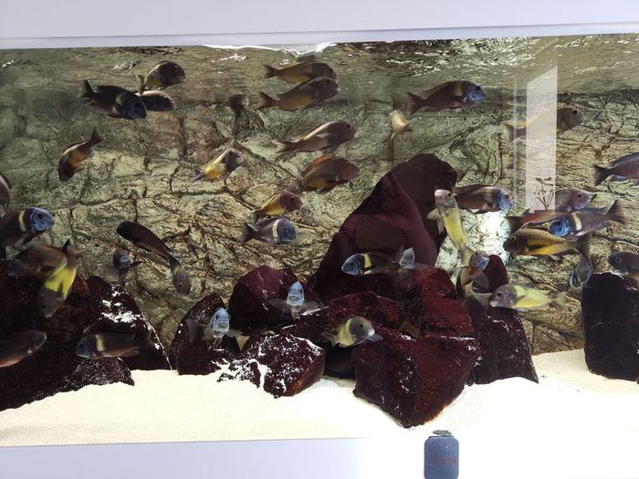 Aquarium, Fish tank, 720L Diversa