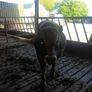 Aubrac bull Image 3