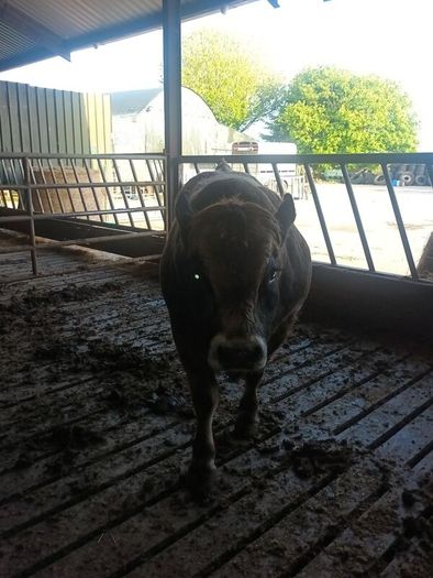 Aubrac bull