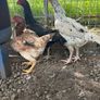 Shamo hens Image 3