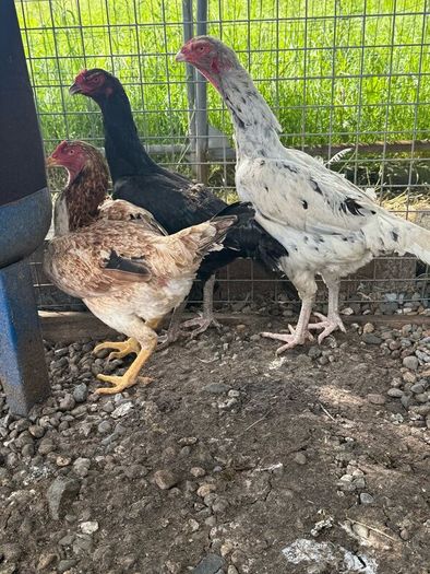 Shamo hens