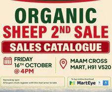 Western Organic Sheep Sale Today Friday 16th @ 4pm