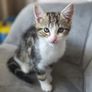 Kitten for adoption Image 6