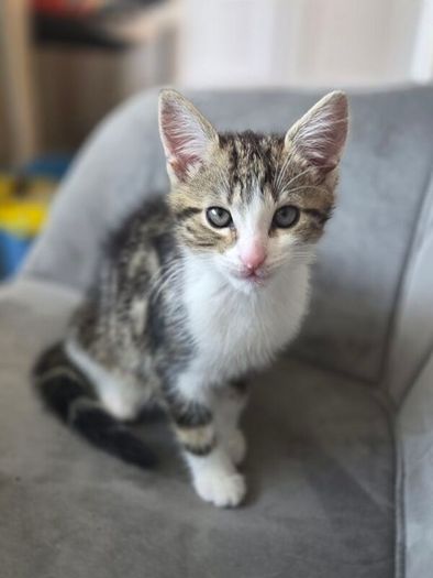 Kitten for adoption