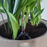 Aspidistra Elatior planter Image 3