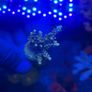 SPS Coral Frags Image 4