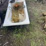 water troughs Image 3