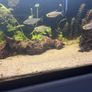 6 congo tetras Image 2