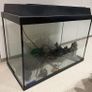Fish Image 2