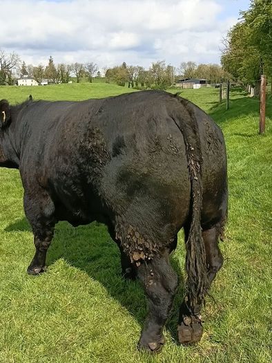 Angus bull