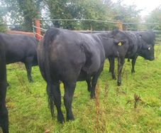 Organic  Cattle  Heifers