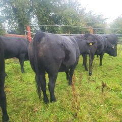 Organic  Cattle  Heifers