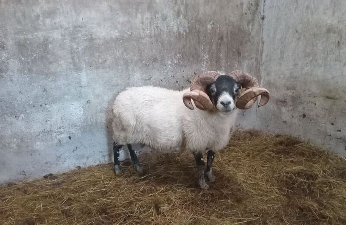 Lanark Ram
