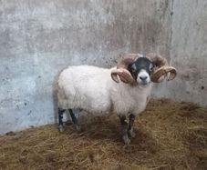 Lanark Ram
