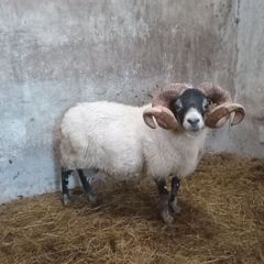 Lanark Ram