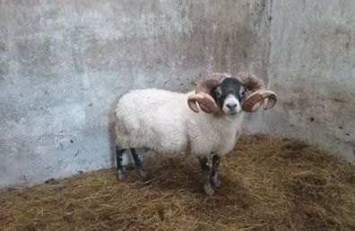 Lanark Ram