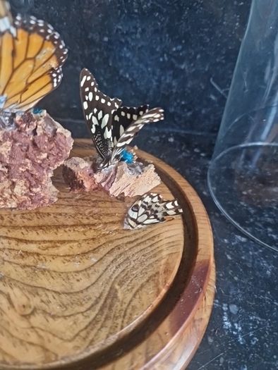 cloche display butterflies