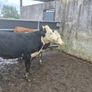 Hereford heifers Image 8