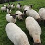12 Soffolk Crossbred Hoggets in 1 or 2 batches Image 2