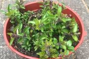 Oregano plant