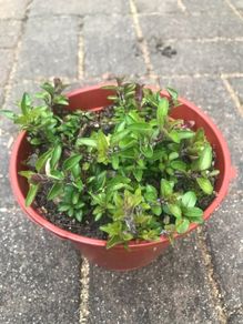 Oregano plant