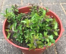 Oregano plant