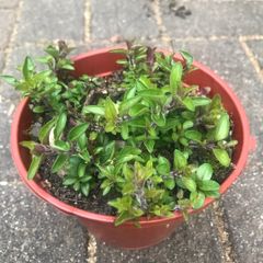 Oregano plant