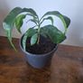 Plant Image 4