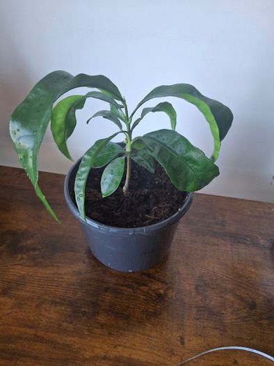 Plant