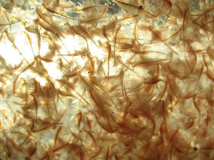 Ocean Nutrition Brine Shrimp Eggs 50g - artemia eggs