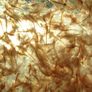 Ocean Nutrition Brine Shrimp Eggs 50g - artemia eggs Image 2