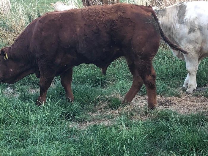 Bullocks