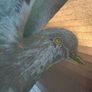 Vintage Large Dove Of Peace Mirror Image 3