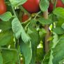 (T) Tomato Ananas seeds 0.1g (111107) Image 7
