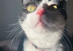 cat for adoption